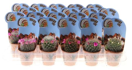 Mammillaria Mix Flowering In Indian Line