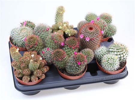 Mammillaria Flowering Mix