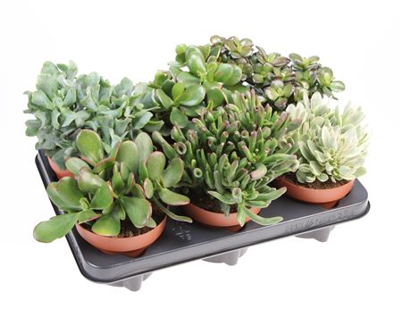 Crassula Mix