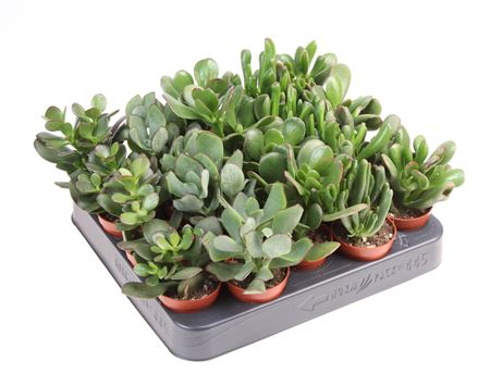 Crassula Mix