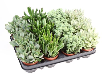 Crassula Mix
