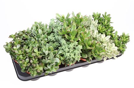 Crassula Mix