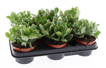 Crassula Mix