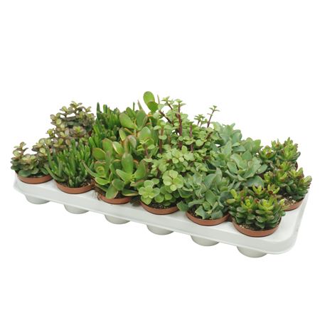 Crassula Mix