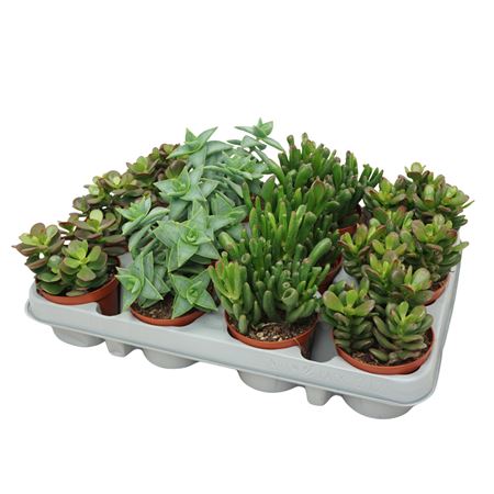Crassula Mix