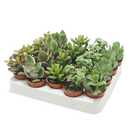 Crassula Mix