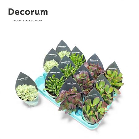 Crassula Mix (4spc.) (dec)
