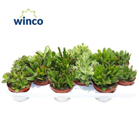 Crassula Mix