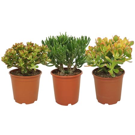Crassula Mix