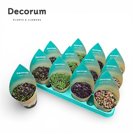 Green&easy® - Anacampseros Mix Decorum Potcover