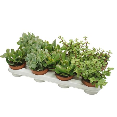 Crassula Mix