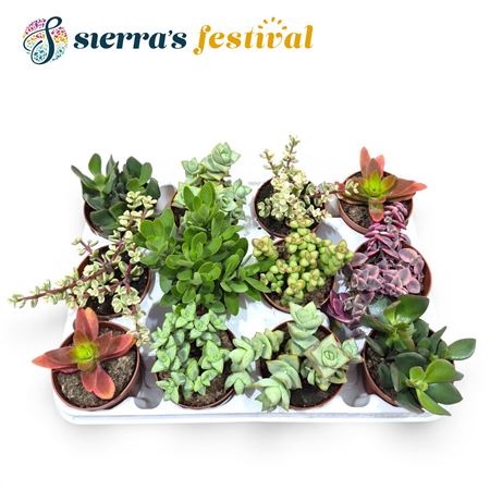 Festival® - Crassula Mix (deluxe)
