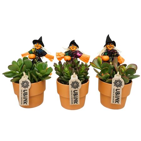 Crassula Mix In 10 Cm 'terracotta Kraagpot' Met He