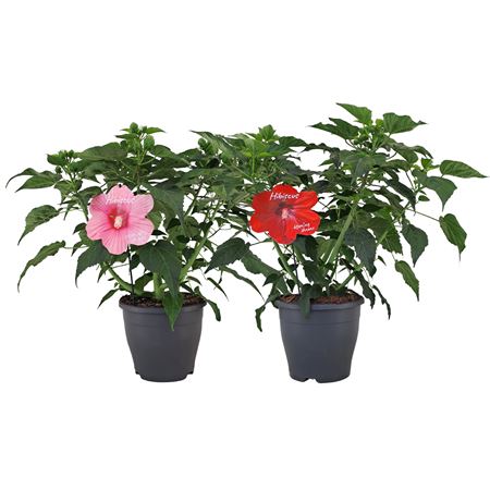 Hibiscus Extreme Mix