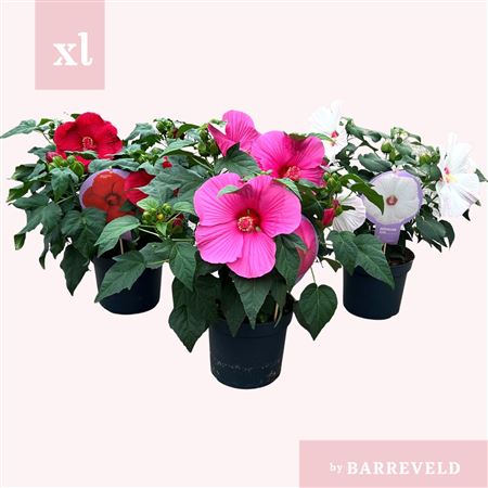 Hibiscus Xxl Mixtray