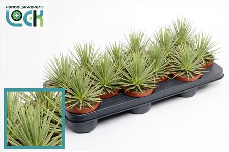 Agave Stricta Nana
