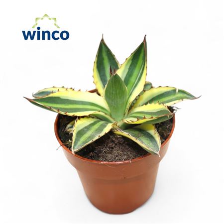 Agave Ssp. Mediopicta