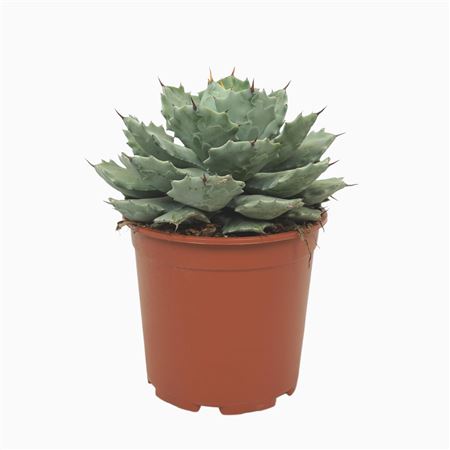 Agave Potatorum