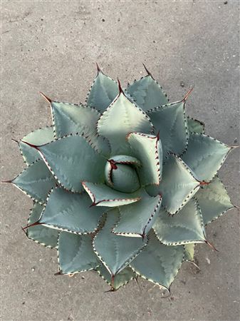 Agave Potatorum