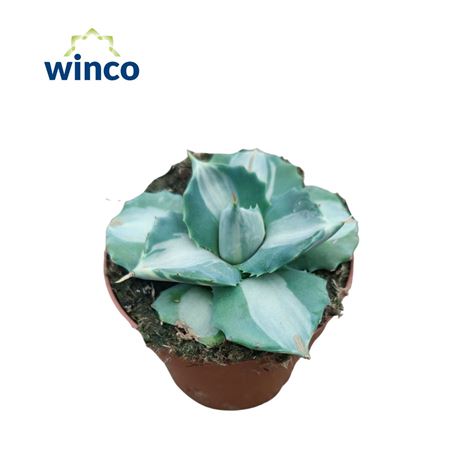 Agave Potatorum Ouhi-raijin Variegata