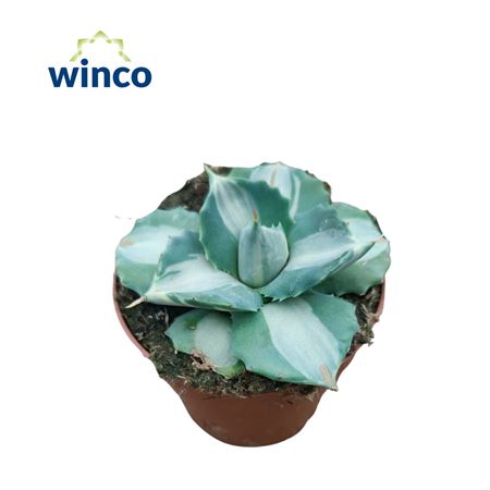 Agave Potatorum Ouhi-raijin Variegata