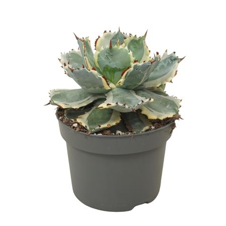 Agave Potatorum Variegata