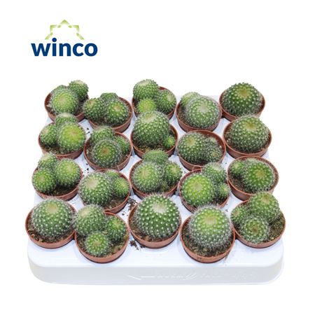 Notocactus Haselbergii