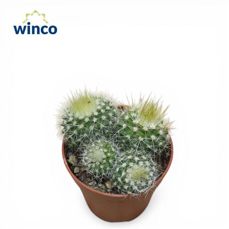 Notocactus Haselbergii