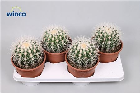 Echinocactus Grusonii Albispinus