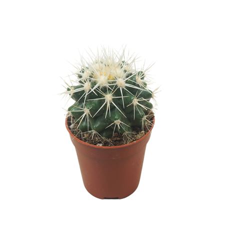 Echinocactus Grusonii Albispina