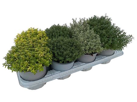 Thymus Mix