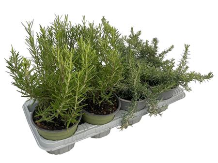 Rosmarinus Mix
