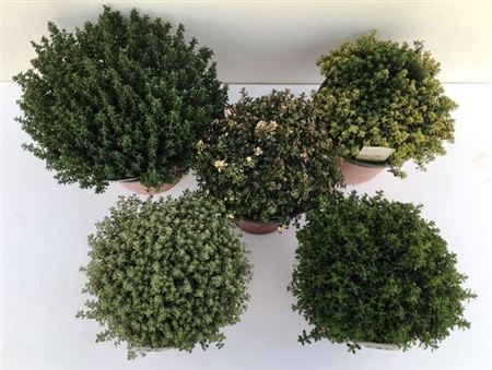 Thymus Mix