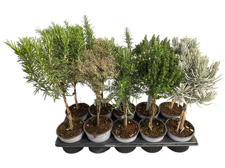 Herb Mix On Stem