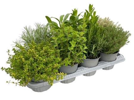 Herb Mix Bush
