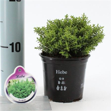 Hebe Buxifolia