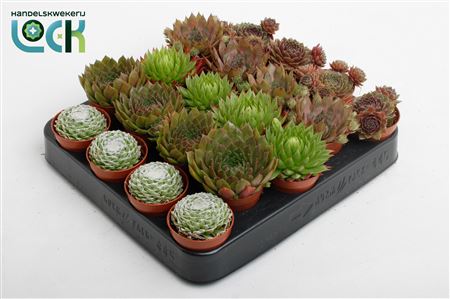 Sempervivum Mix