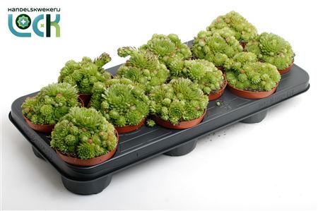 Sempervivum Herta Green