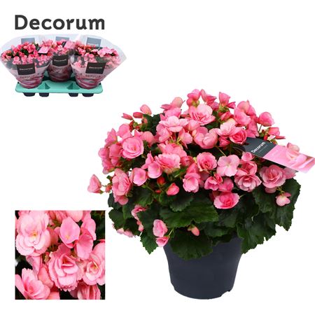 Begonia Betulia Candy Pink (decorum)