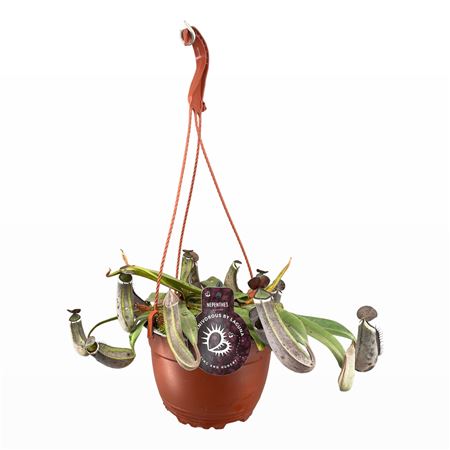 Nepenthes Albomarginata Hangpot
