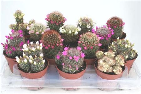 Cactus Mix Flowering