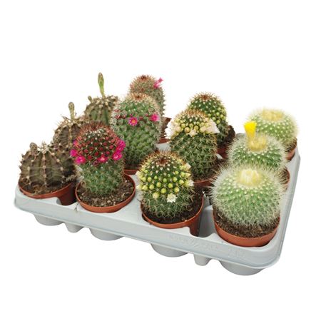 Cactus Mix Flowering