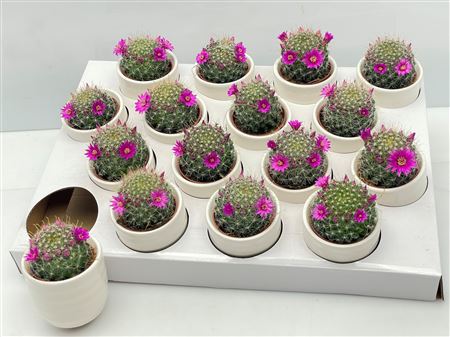 Mammillaria Flowering In White Ceramic