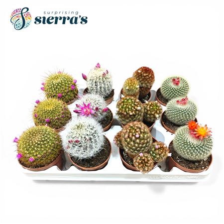 Cactus Flowering Mix