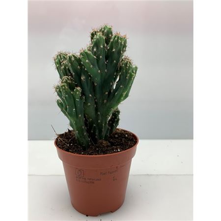 Cereus Peruveanus Monstruosus