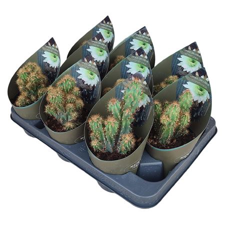 Cereus Peruvianus Mostruoso Potcover.