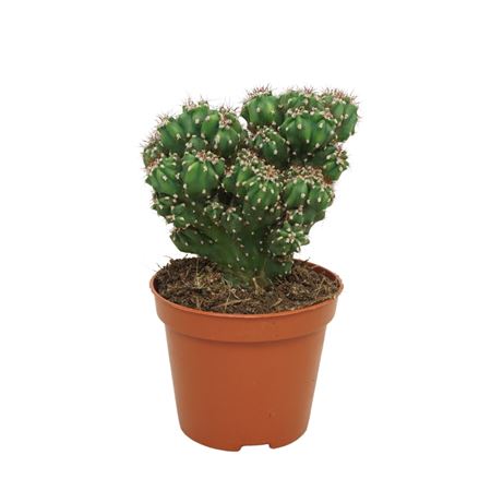 Cereus Peruvianus Monstrosus