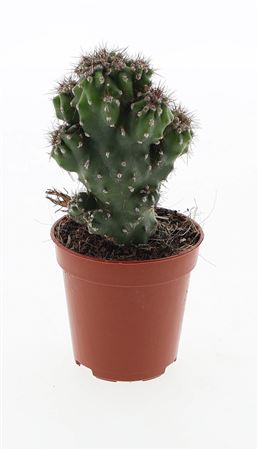 Cereus Peruvianus Monstrosus