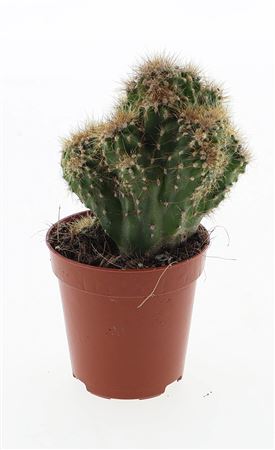 Cereus Peruvianus Monstrosus Yellow