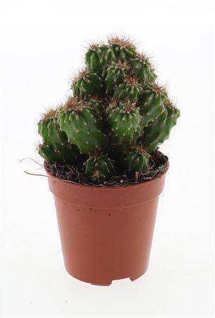 Cereus Peruvianus Monstrosus Bruin